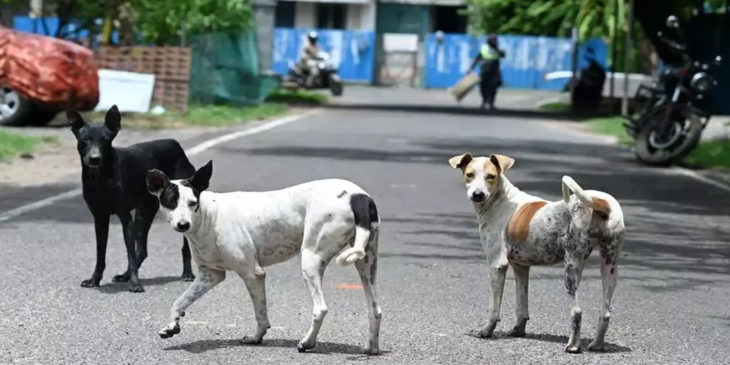 Delhi Dog protest 2025