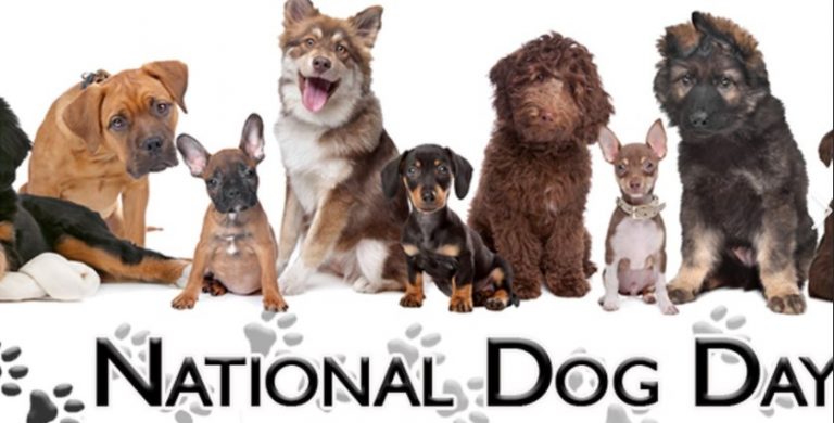 Shop Chewy, Petco, and PetSmart for the top 35 offers to reward your dog on National Dog Day in 2022.