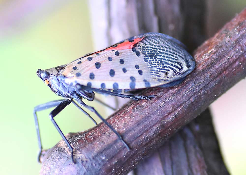 A Spotted Lanternfly was spotted. Discover the NJ Teen Responsible for the Perfect Squish