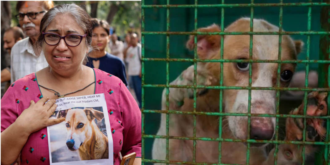 Delhi Dog Protest