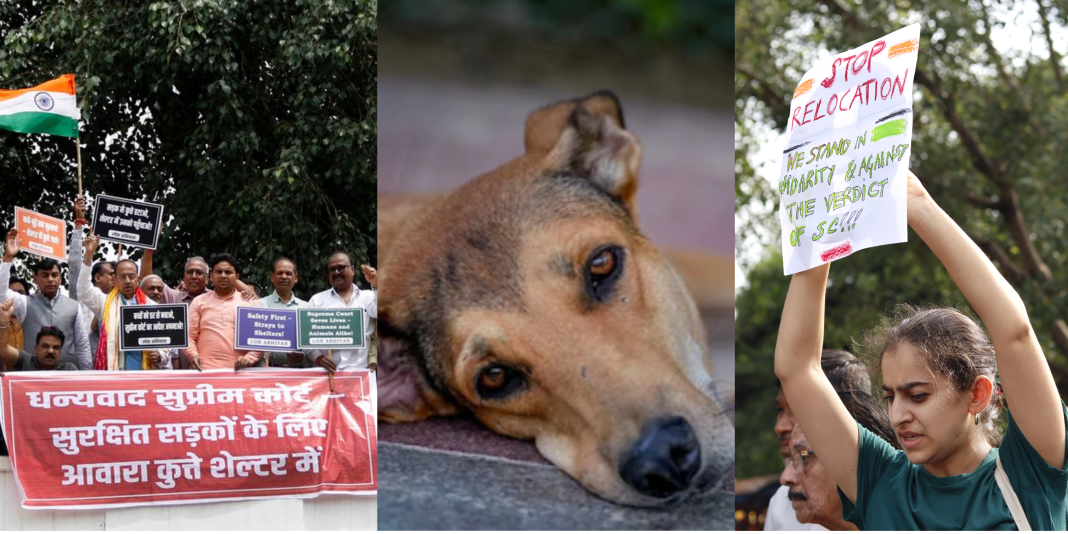 Delhi Dog Protest 2025